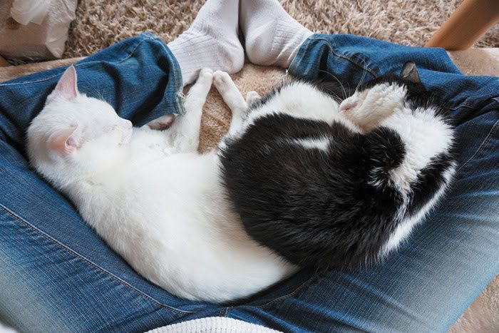 あぐらの間で寝る猫たち