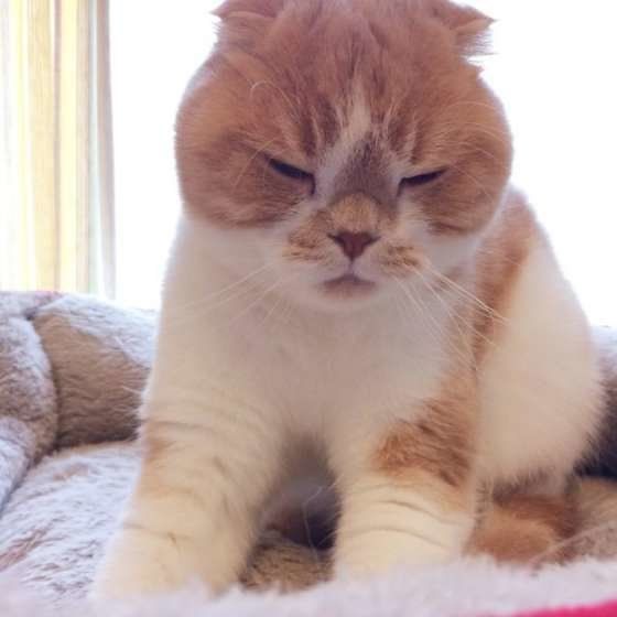 ふみふみするスコティッシュフォールド