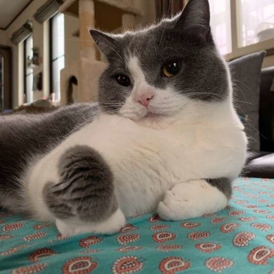 ブリティッシュショートヘアのうに。くん