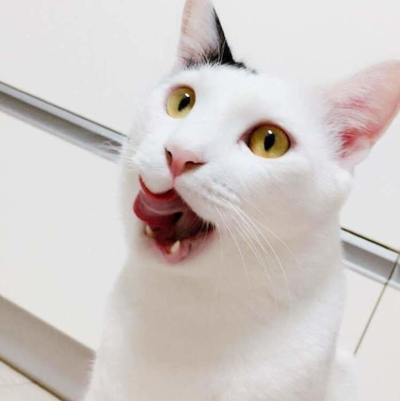 白黒猫の柄の傾向を調査してみた結果 ねこのきもちweb Magazine 白黒猫の柄の傾向を調査してみた結果 ねこのきもちweb Magazine