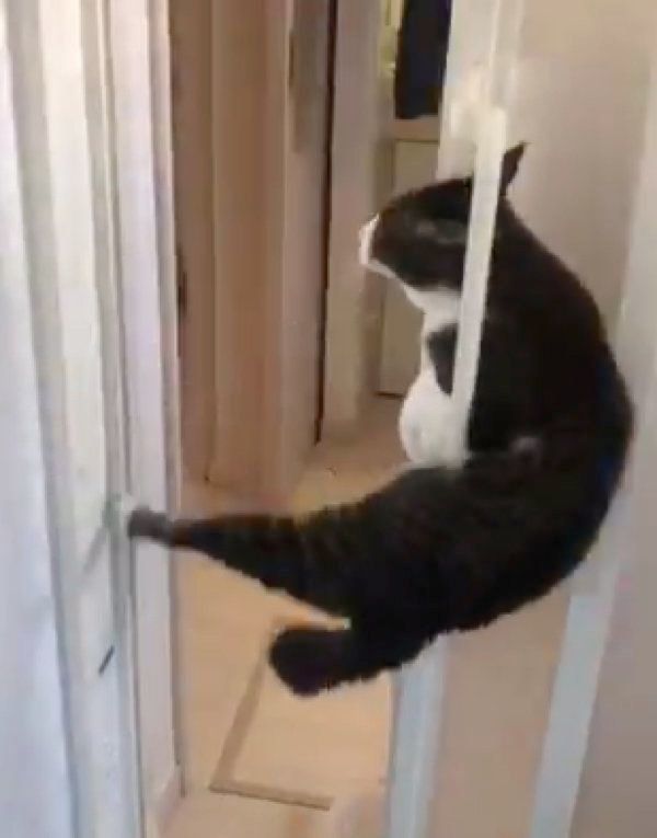 お風呂場のドアを開ける猫