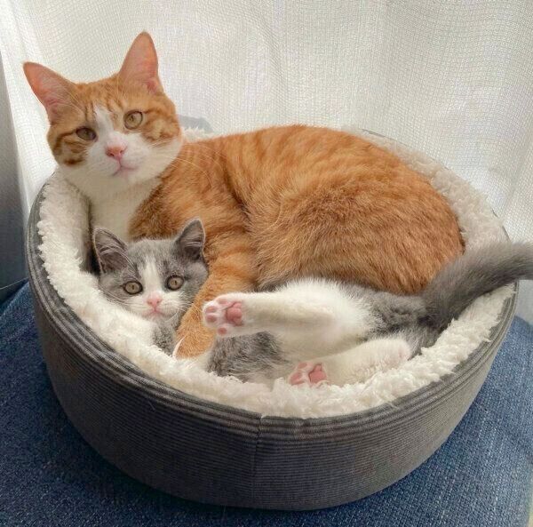 仲良しないなりくんとおそばちゃん