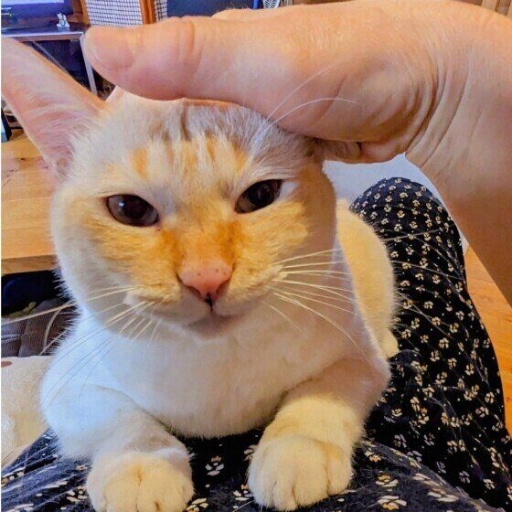  琥珀（こは）時々先代猫シンバ  シャム  お膝で