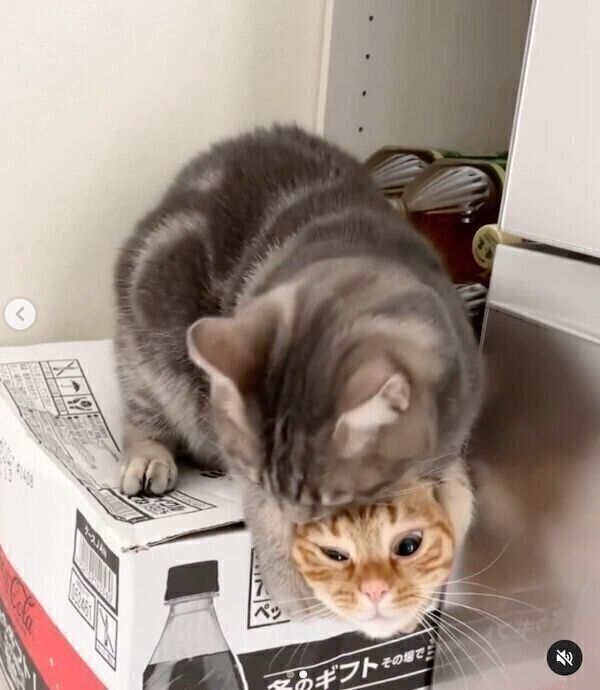 ダンボール箱の上に乗るヨルくん