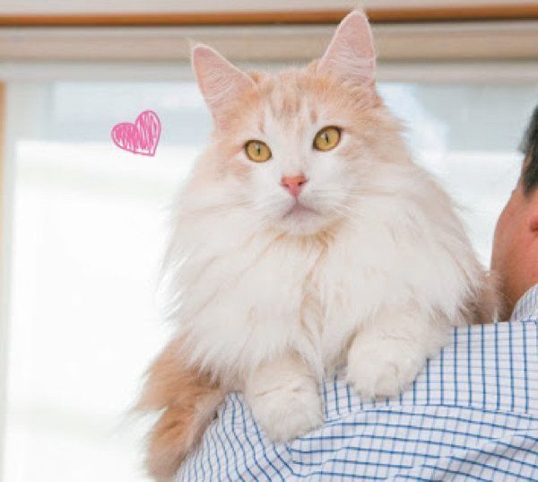 チョコンとのるしぐさでわかる猫の気持ち