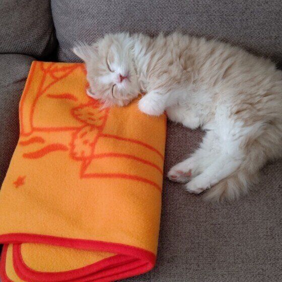 スコティッシュフォールドのそらくん