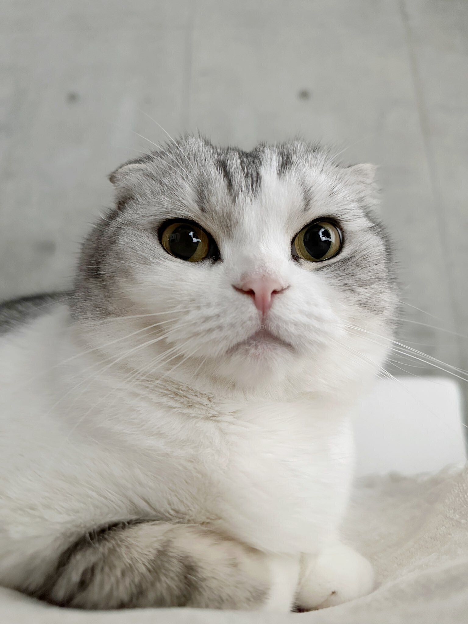 飼い主を見つめるスコティッシュフォールド