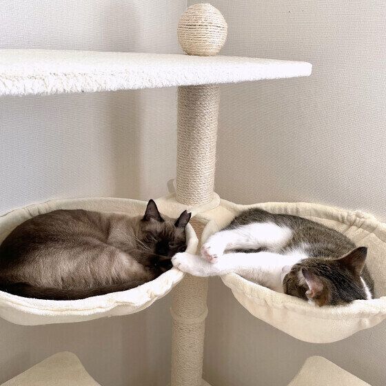 寝ている小春ちゃんたち