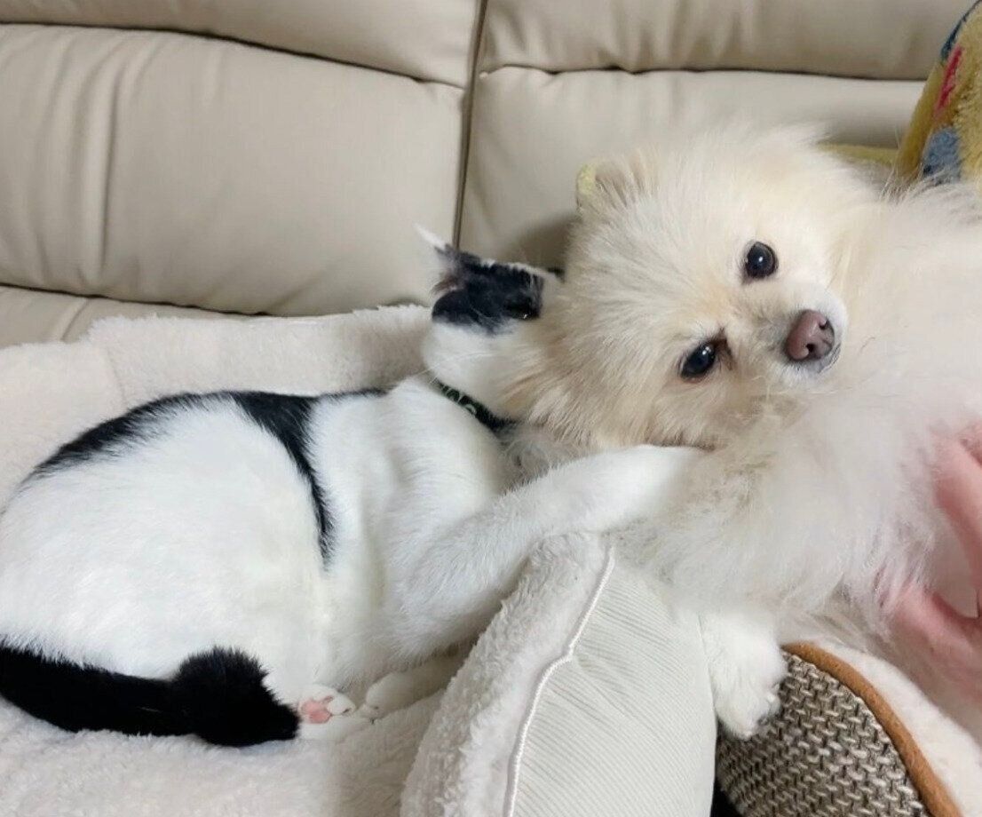 アポちゃんにじゃれつくハルくん