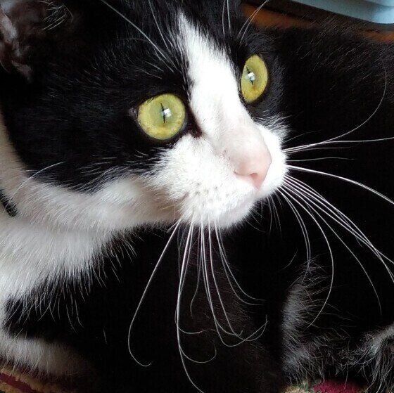 スコティッシュフォールドのミントちゃん