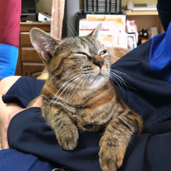 膝の上でくつろぐキジトラ