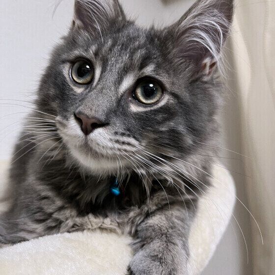 大きな目で見つめるラガマフィンのレオくん