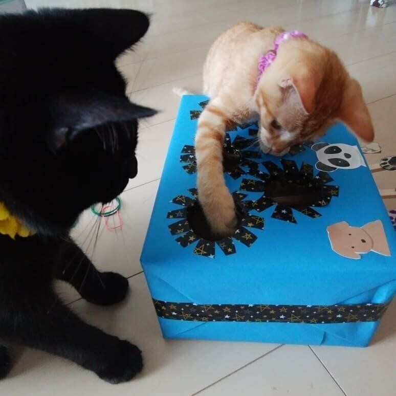 青いもぐらたたきと猫2匹