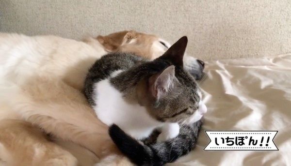 お布団でまったりする犬と猫