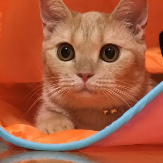 スコティッシュフォールドのアップ