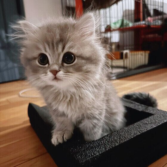 ラガマフィンのLottaくん