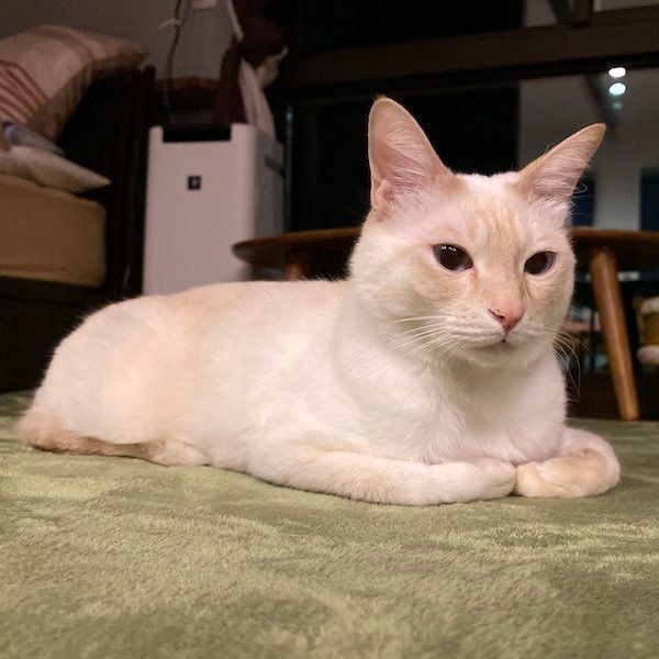 凛としているミレットくん