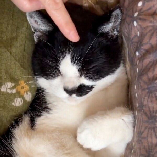 なでられて満足のドツちゃん