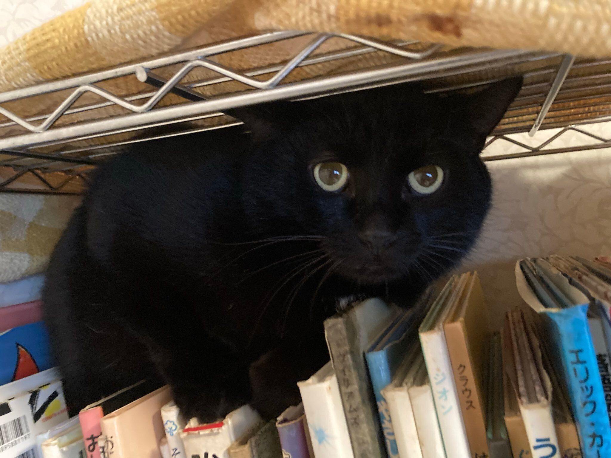 本棚に隠れるムーンくん。