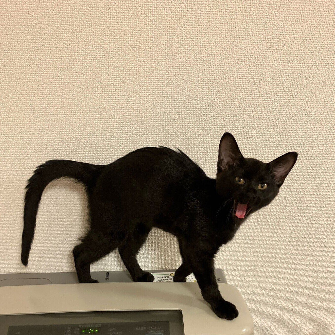 子猫時代のくろまるくん