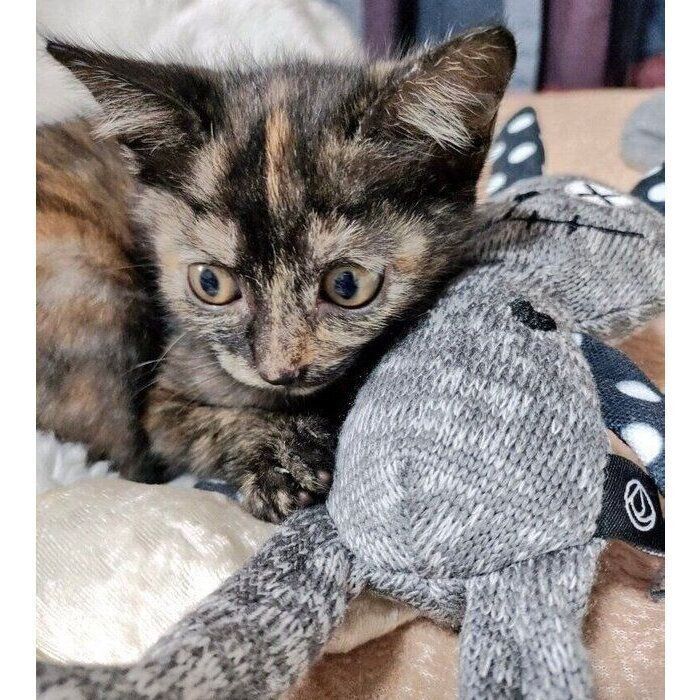 ウサギのぬいぐるみ」よりも小さかった保護子猫→5カ月後には
