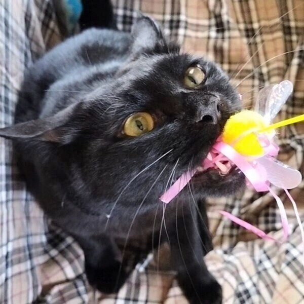 猫じゃらしで遊ぶコルメくん