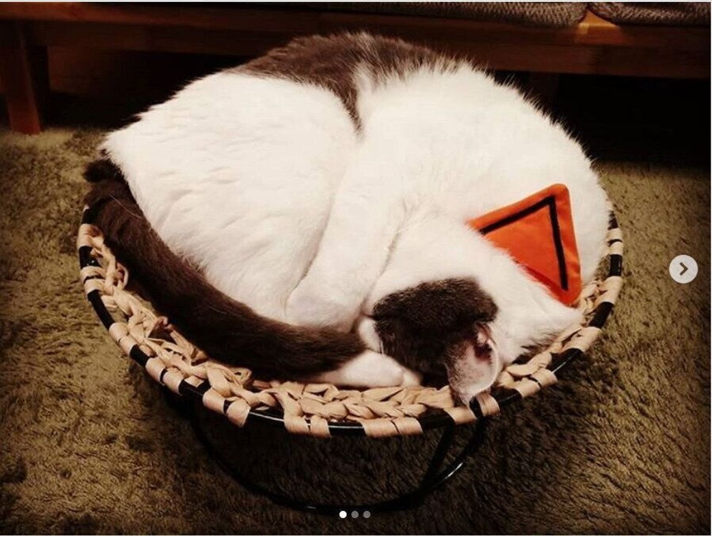 初心者でも簡単 手編みの ニャンモック が密かなブームに ねこのきもちweb Magazine 初心者でも簡単 手編みの ニャンモック が密かなブームに ねこのきもちweb Magazine