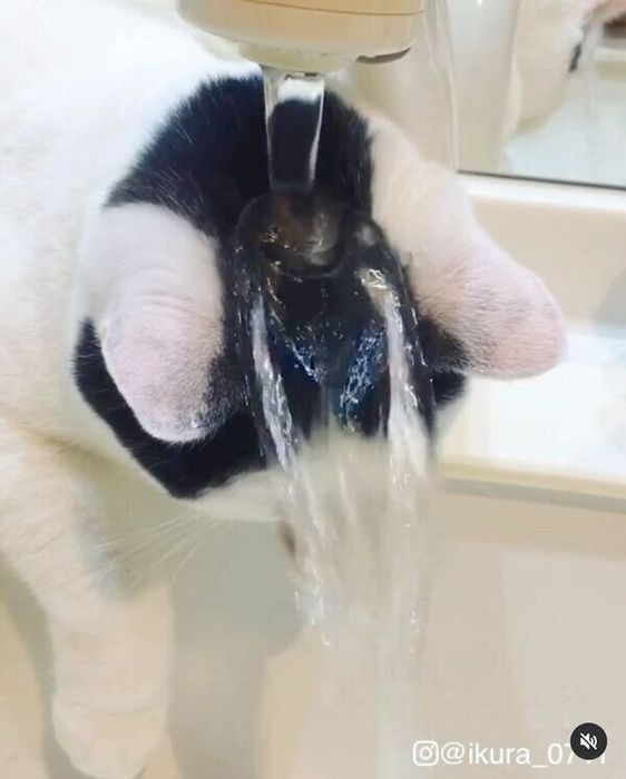 水に打たれるいくらちゃん