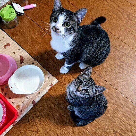見上げる2匹の猫