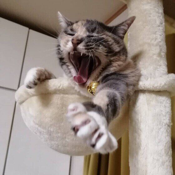 あくびをする猫