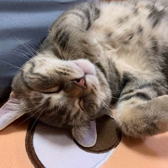 熟睡するマンチカン