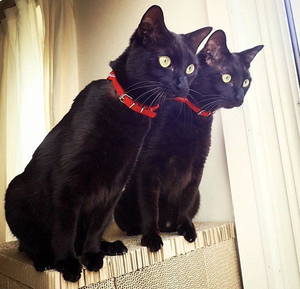 シンクロ黒猫兄弟