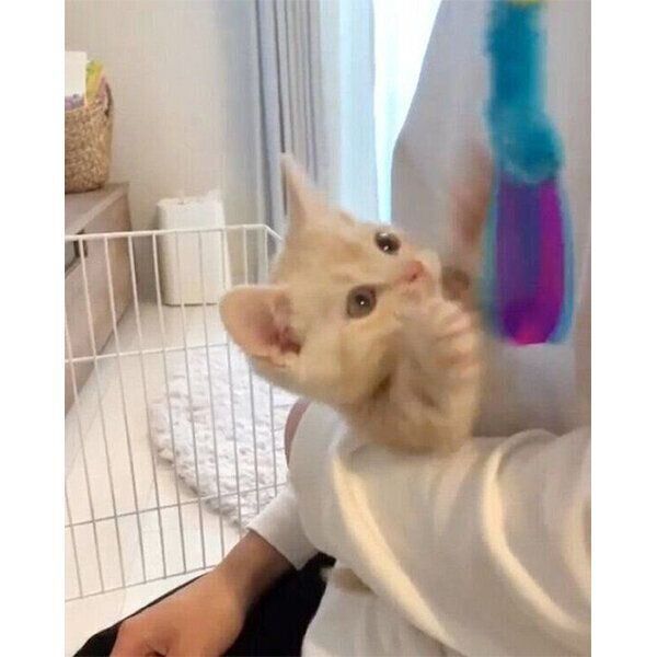 猫じゃらしに夢中な、生後2カ月のきなこくん