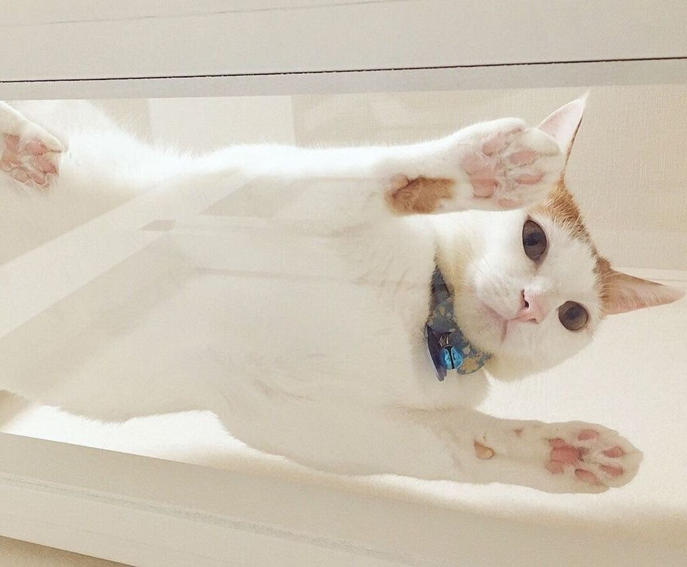 心が浄化される可愛さ 猫の裏側 を大公開 ねこのきもちweb Magazine 心が浄化される可愛さ 猫の裏側 を大公開 ねこのきもちweb Magazine