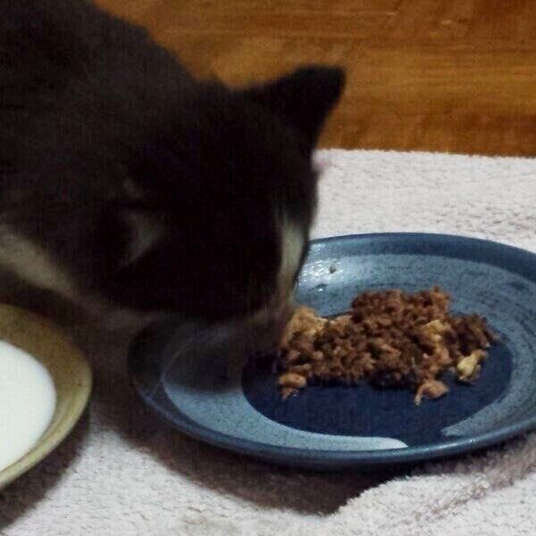 ゴハンを食べるココくん