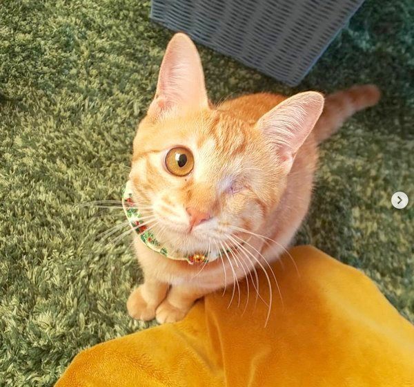 元保護猫・みちるちゃん