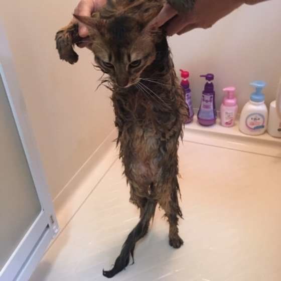 お風呂をやめて欲しいソマリ