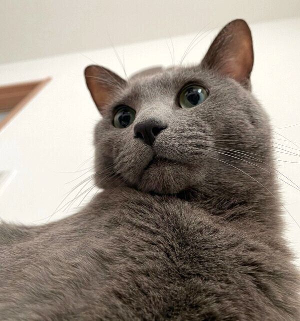 見つめるれおくん