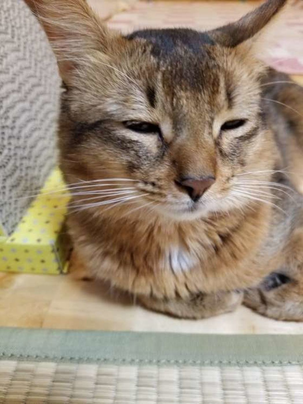 専門家監修 猫の寒さ対策 室温 湿度 防寒グッズや留守番時の工夫 ねこのきもちweb Magazine 専門家監修 猫の寒さ対策 室温 湿度 防寒グッズや留守番時の工夫 ねこのきもちweb Magazine