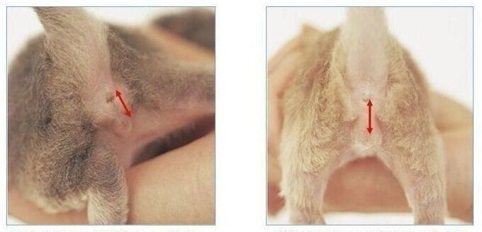 子猫のオス・メスの見極め方