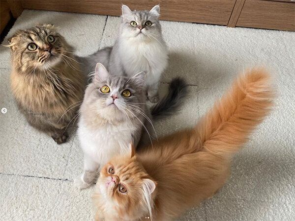 はまちくん、しらすくん、ぱんちゃん、ぶちゃくん