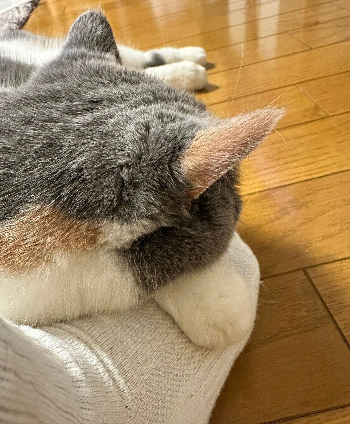 飼い主さんの足を枕にするみこちゃん