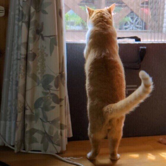 外を見つめるにじおくん