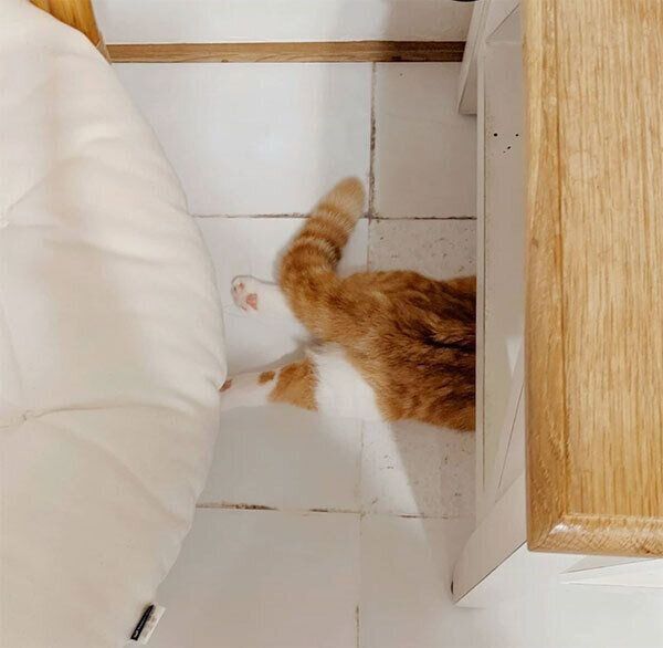 家具の下に潜るむぎちゃん