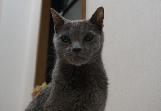 ©片倉真二／講談社