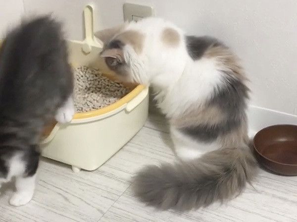 見つめる猫