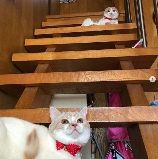 階段から見送る猫