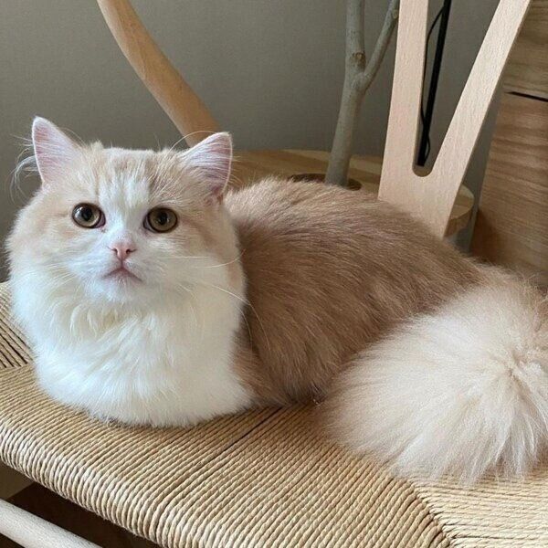 体毛とそっくりの色の椅子で休憩中のきなこちゃん