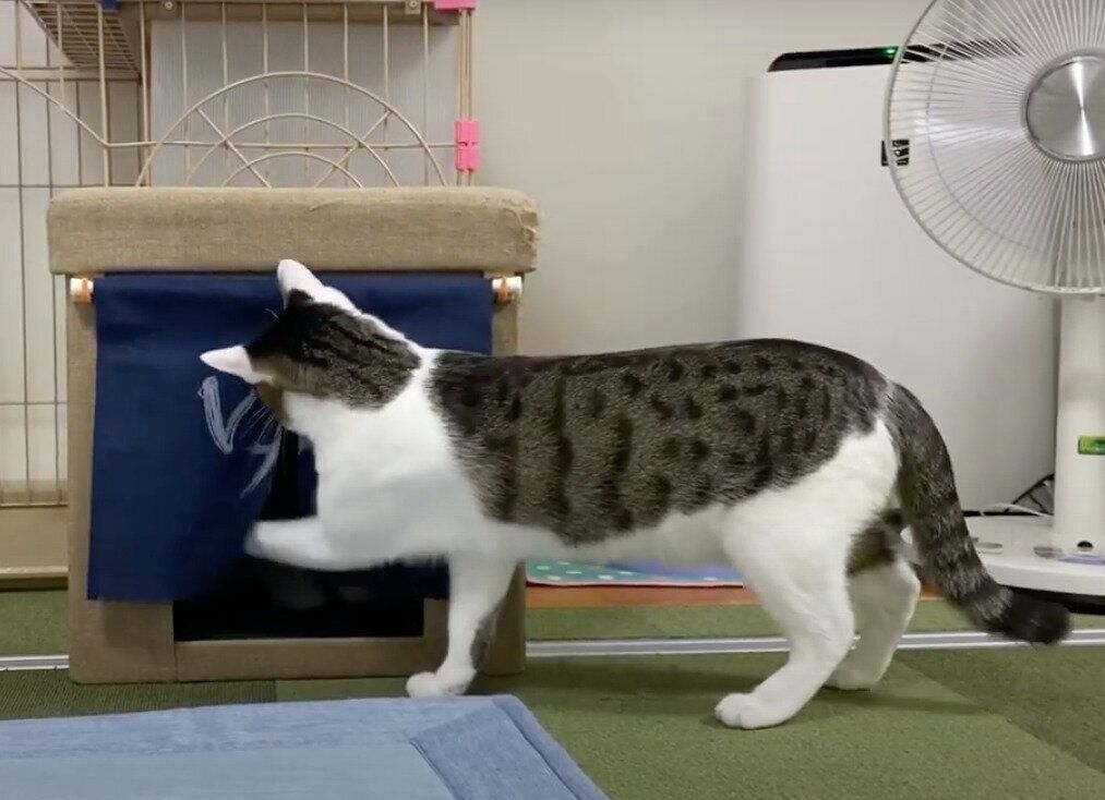 モモちゃん&ねこたちゃんと「湯」のれん