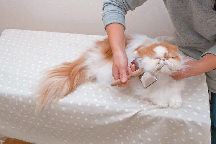 スリッカーでケアする猫